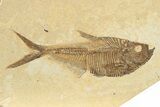 Multiple Detailed Fossil Fish Plate - Wyoming #240455-1